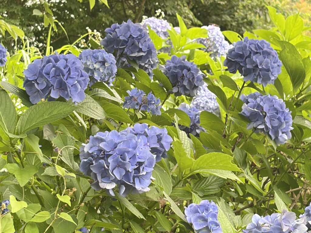四万温泉で過ごした夏の一日の思い出